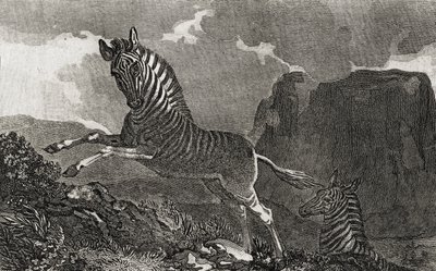 Quagga by English School